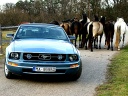 THN_037_000000000000000000000000000000000000MUSTANG_KONE5UPRAVA.JPG